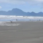 Peruíbe concorre ao título de primeira “Cidade das Aves” do Brasil